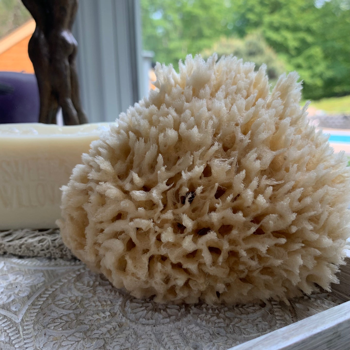 Sea sponge