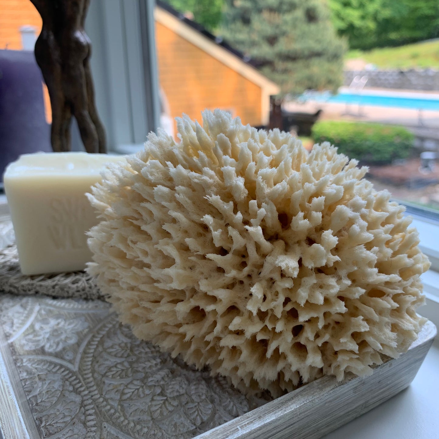 Sea sponge